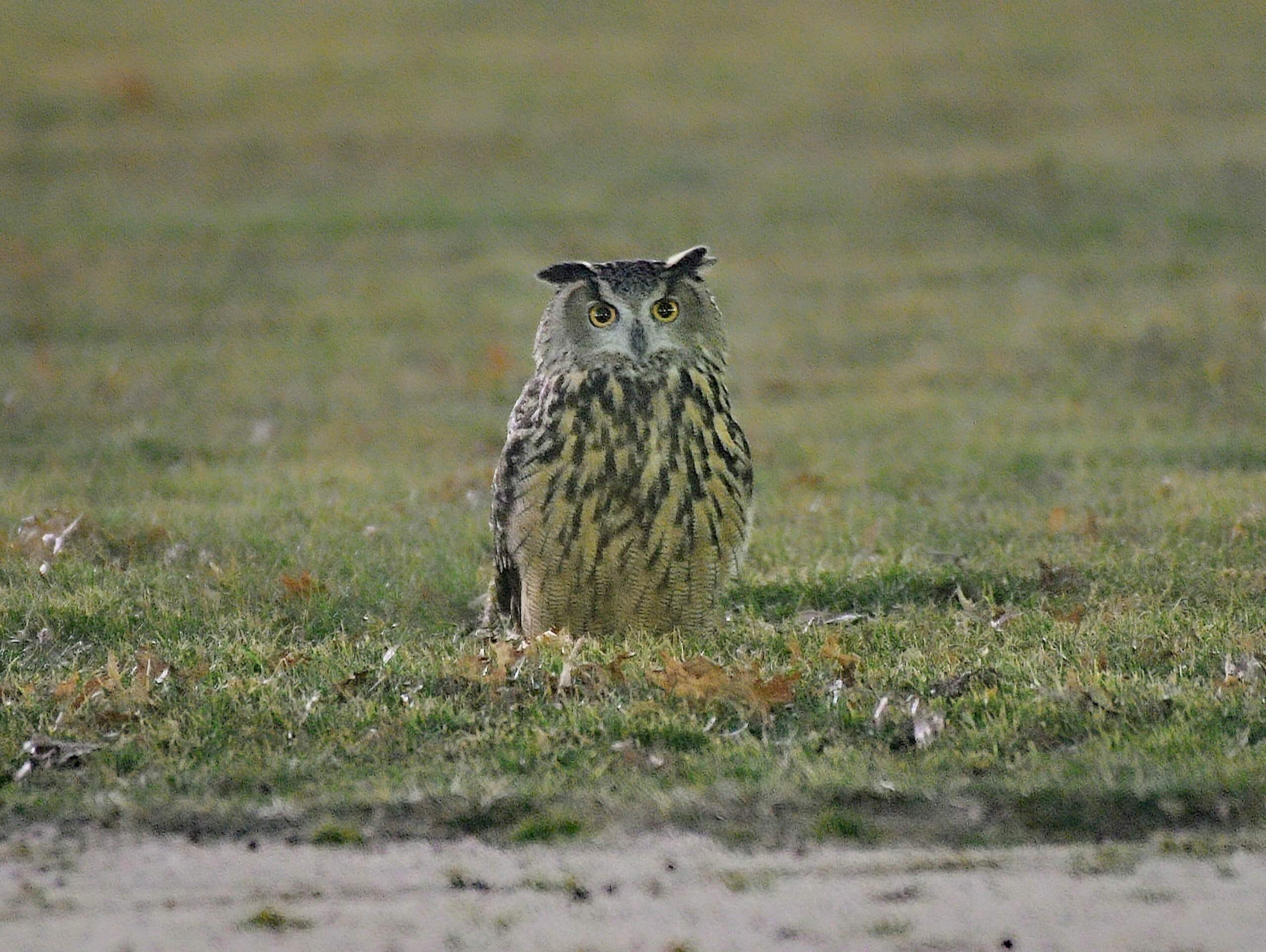 SUPERB OWL: Flaco, zoo escapee, adjusts to life in the 'wild' of Central  Park