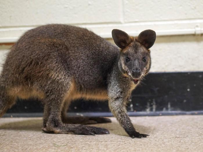 Gators aren't the only unusual animal to come through ACC. The nearly 5,900 others over the past five years include Howie the Wallaby in 2019.Animal Care Centers of NYC