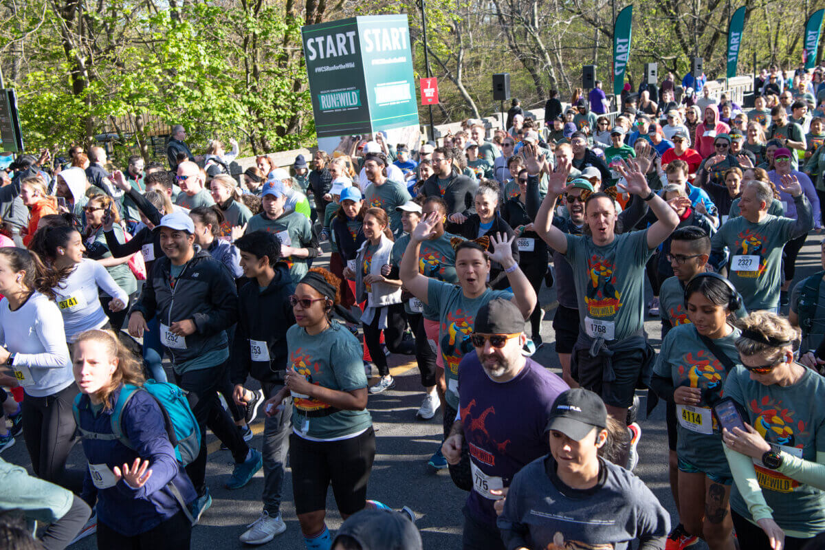 Run for sloths this spring at annual ‘Run for the Wild’ 5K at the Bronx