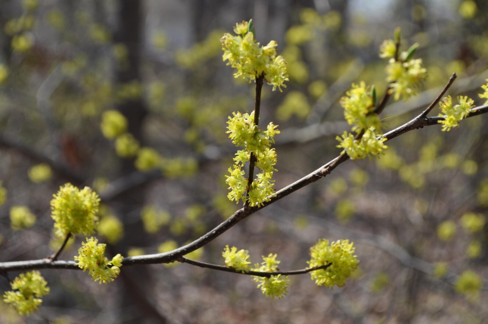 New Yorkers, it’s time to vote for NYC’s first official wildflower ...