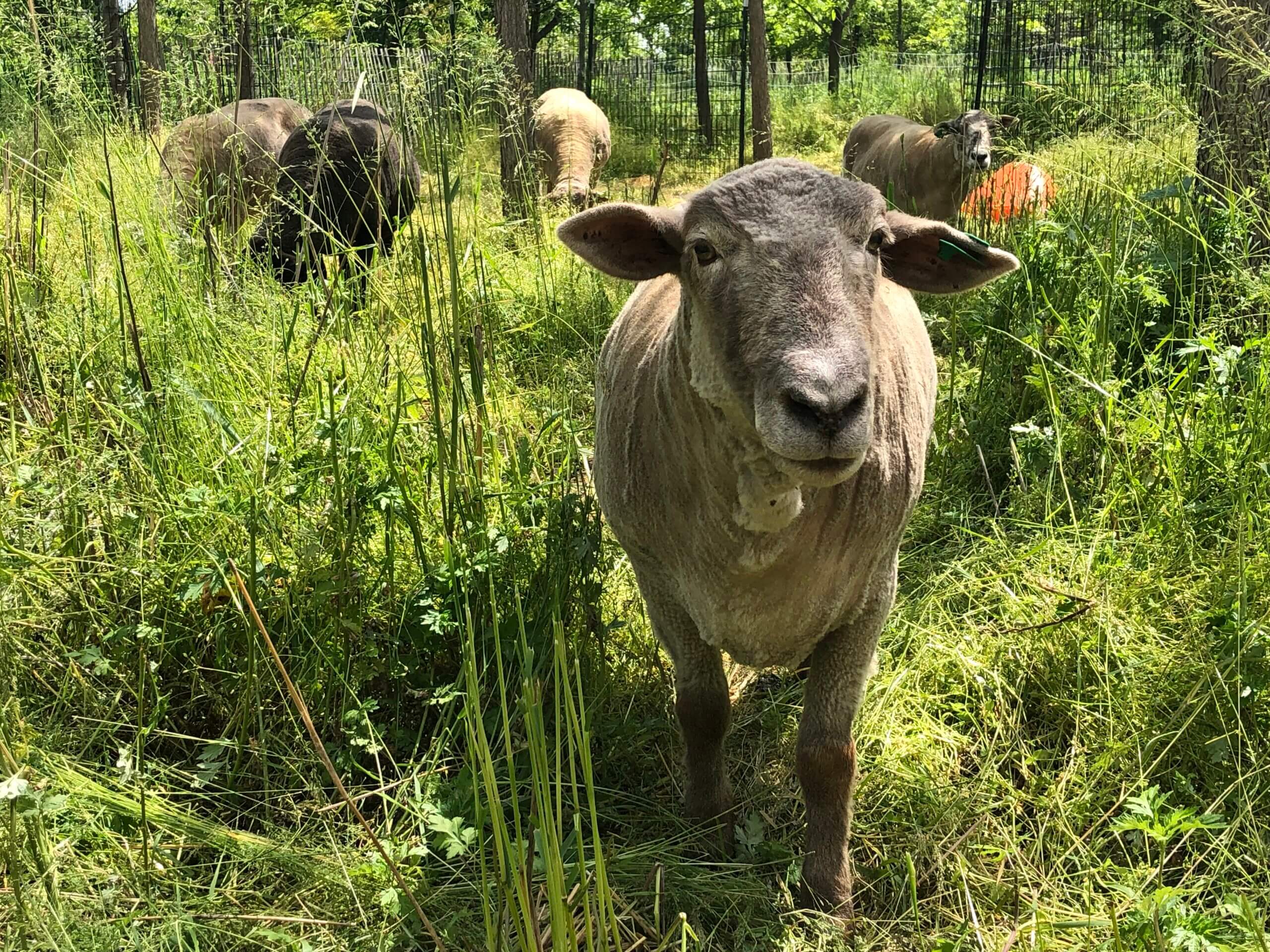 Herd of sheep are baaaaack to rid Governors Island of