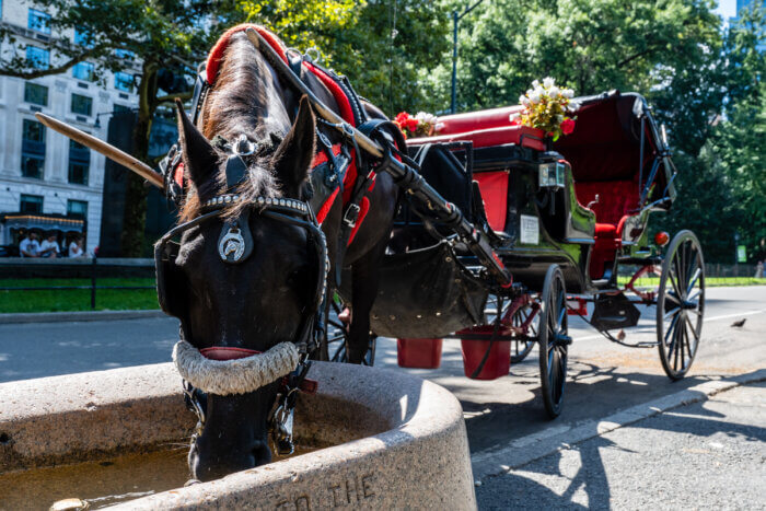 A carriage horse drinks from the water trrough on 6th Avenue