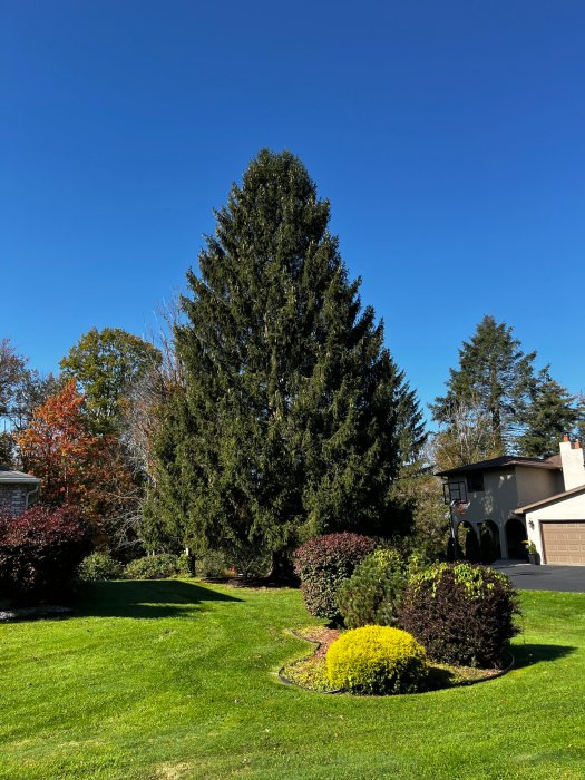 The 2023 Rockefeller Center Christmas Tree.