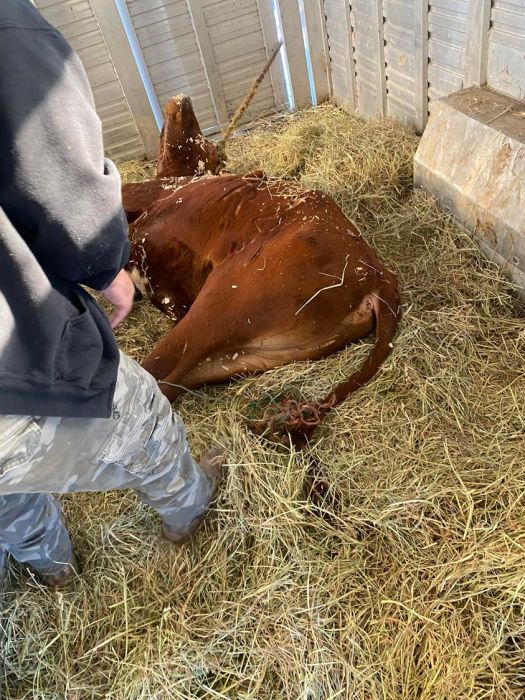 Ricardo the bull recovers at Skylands Animal Sanctuary after his run