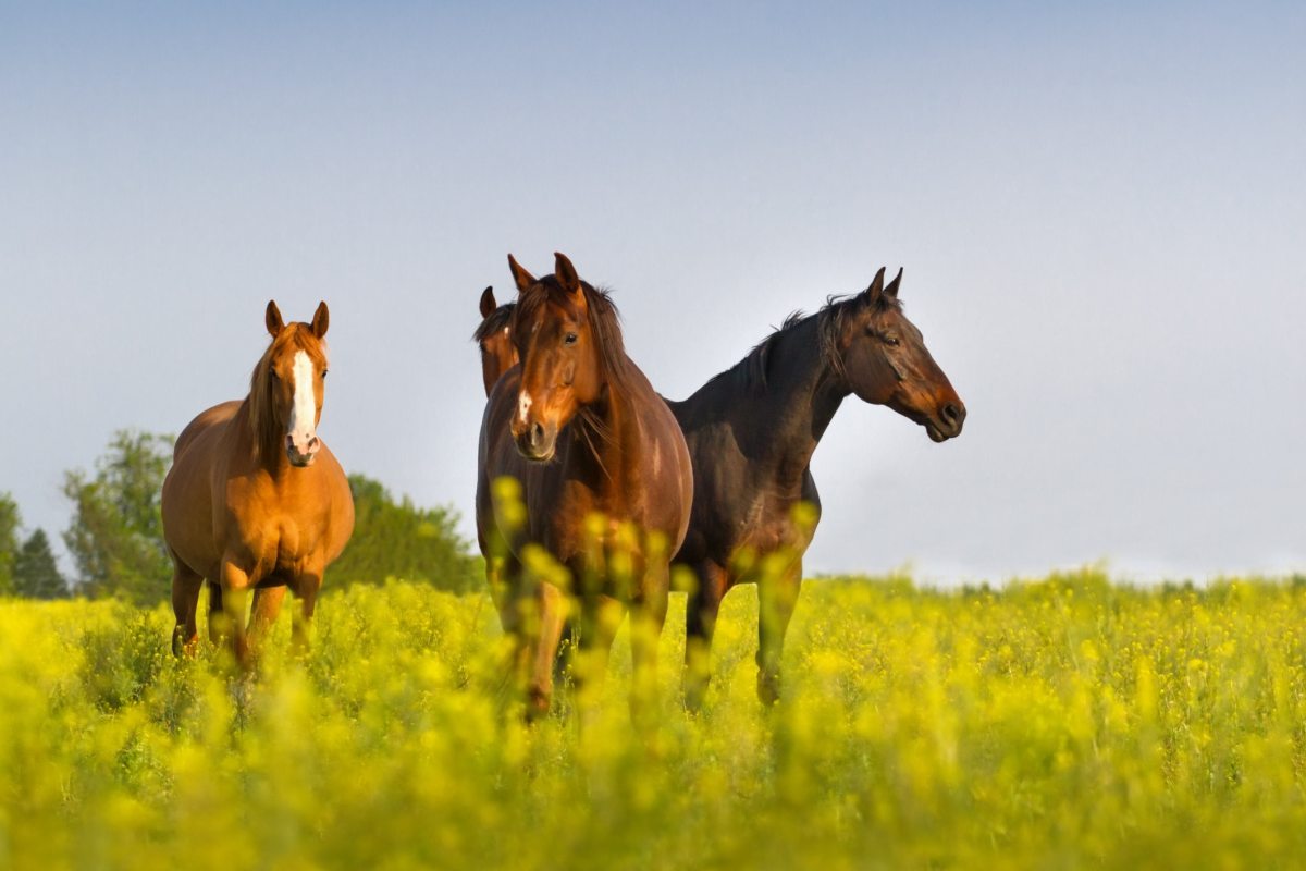 Horses on a farm