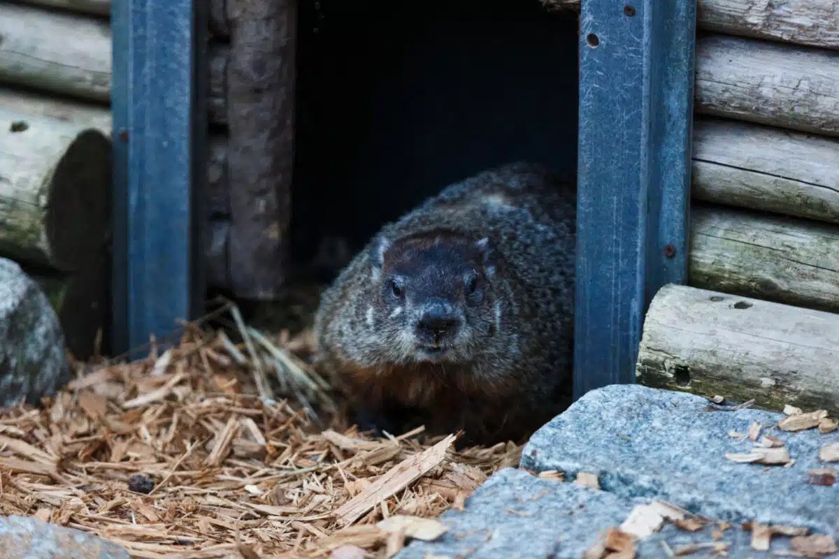 Groundhog Day is tomorrow, here’s what you need to know | amNewYork