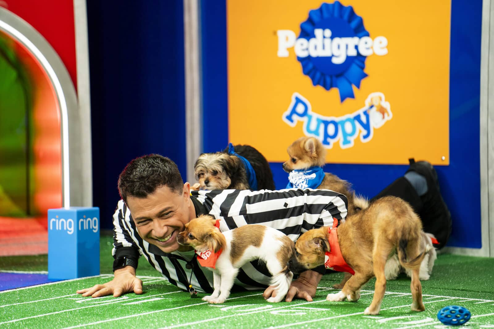 puppy-bowl-celebrates-a-big-anniversary-this-year-one-that-shelter