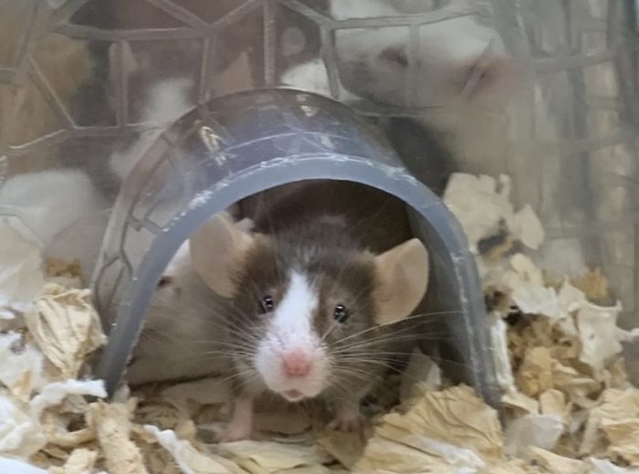 a brown and white mouse on wood chips. There is a bill in NYS that would ban glue traps for catching animals.