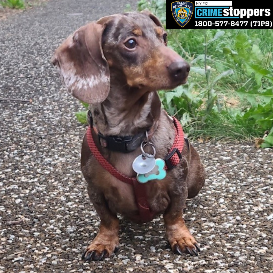 Beloved dachshund Milkshake was dog-napped in the Bronx and has been missing for nearly a month.