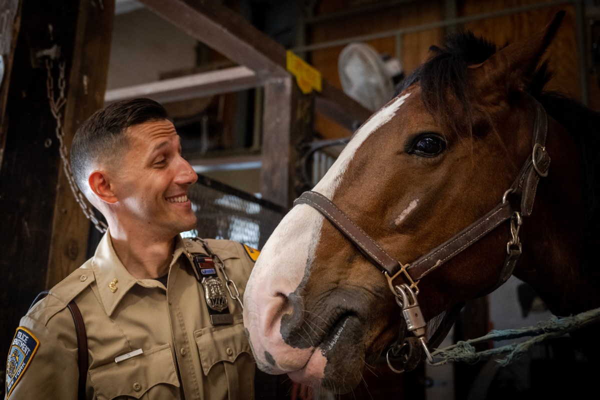Mounted officer Kalaj with Buddy, a new horse in training.
