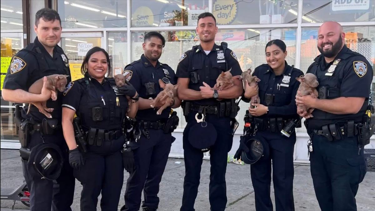 The cops immediately doused them with bottled water. Some cupped their own hands, filled them with as much water as they could, and let the dogs lap it up.  All told, six puppies were transferred to the ASPCA