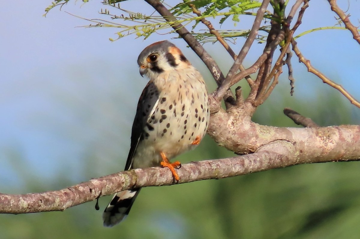 American kestrel bird on a branch, a mascot for the NYC Bird Alliance