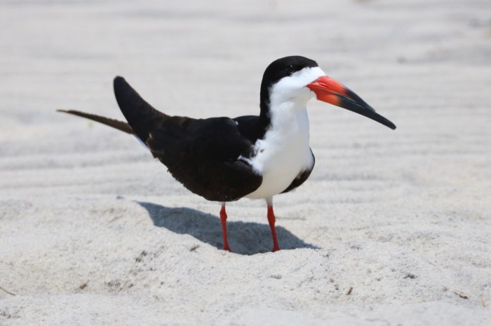 bird with black and white plumage. NYC Audubon changed its name to NYC Bird Alliance