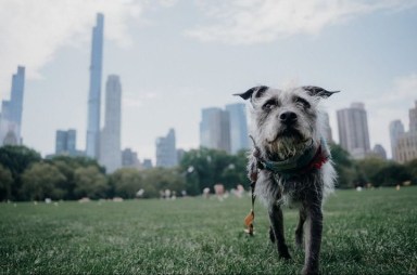 a dog in front of the nyc skyline