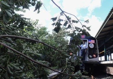 Fallen tree branch delays subway trains