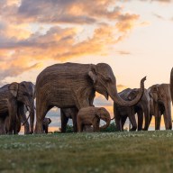 a herd of elephant sculptures