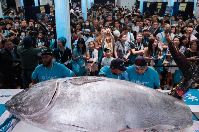 a tuna carving demo at sushi con