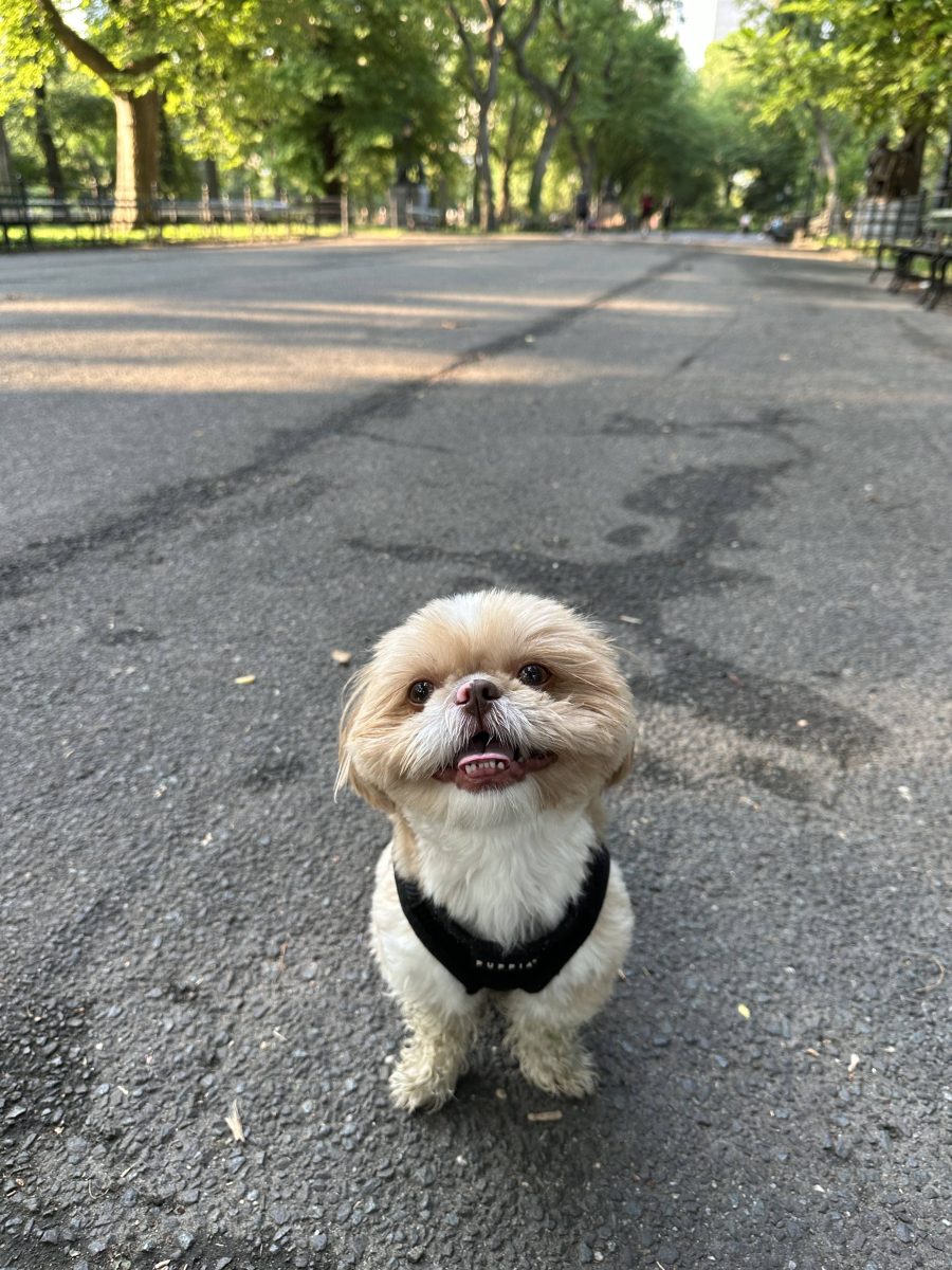 Enzo the Pomeranian