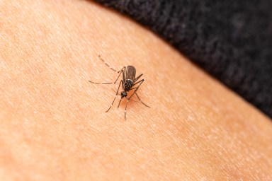 Mosquito on human skin during summer months