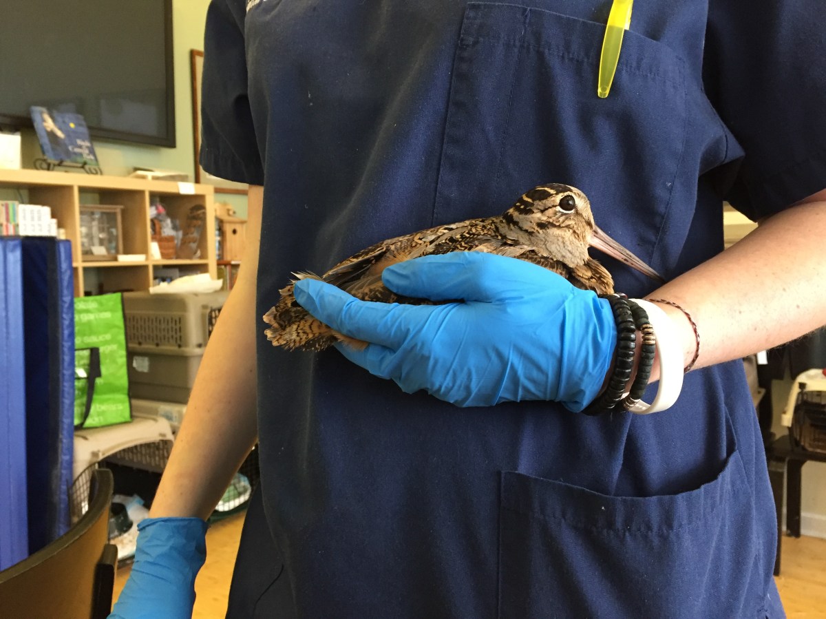 person holding injured bird