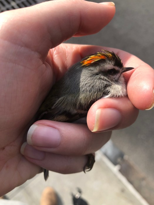 human hand holding small bird