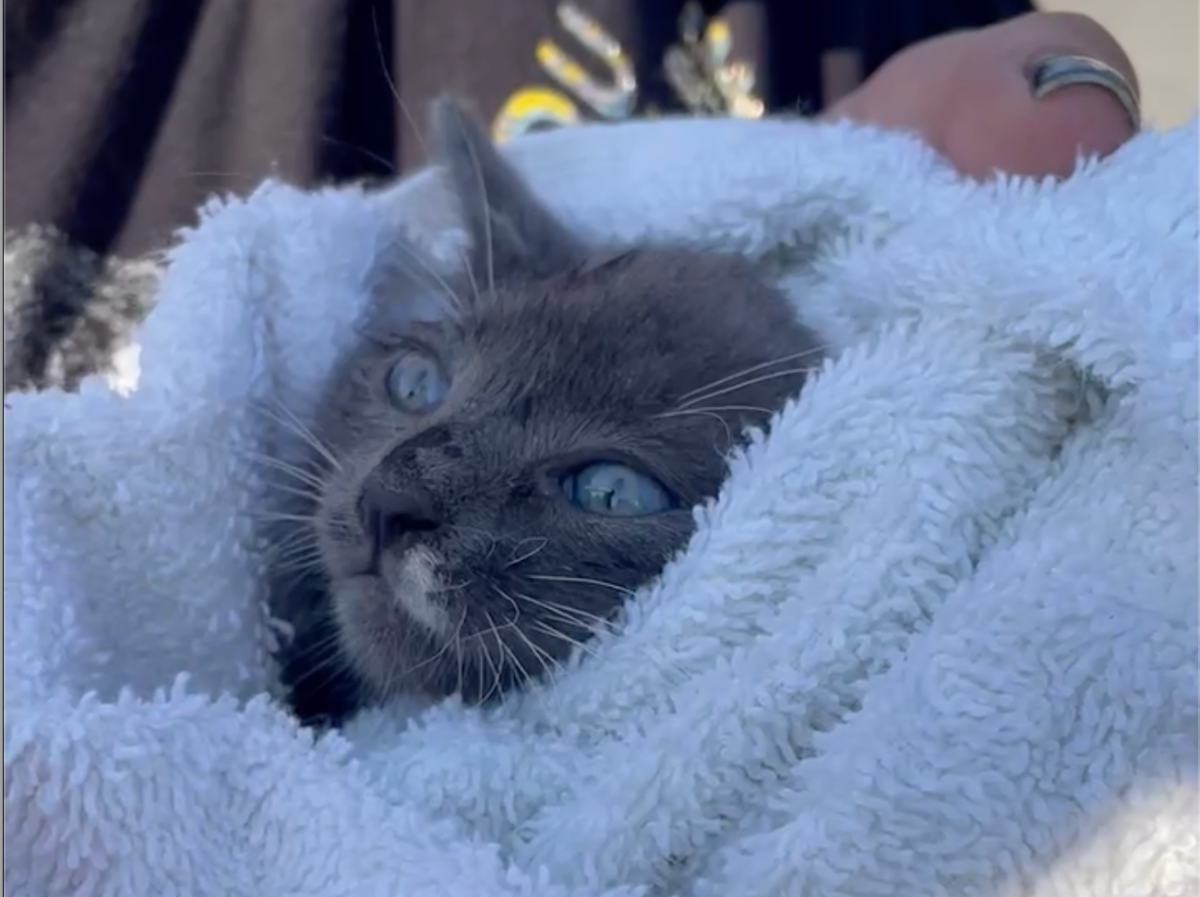 gray cat rescued on Staten Island wrapped in a towel