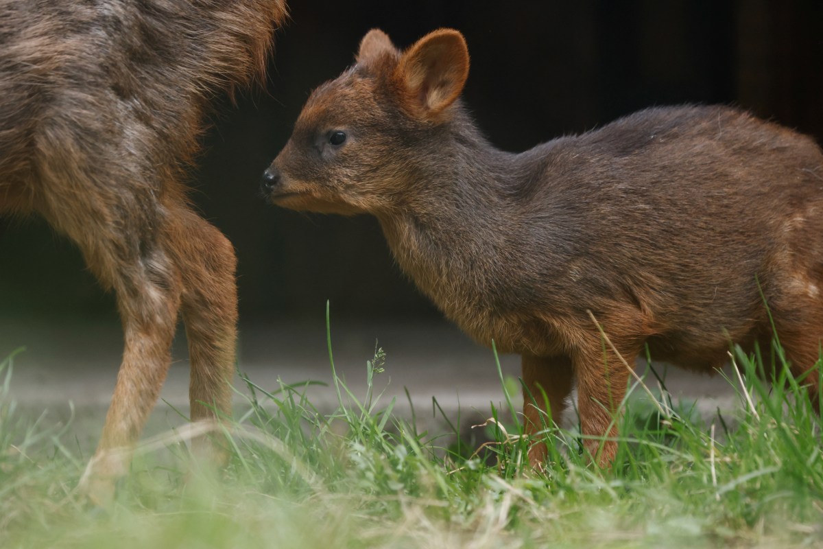 A newborn pudu, the world's second smallest deer species, looks on at the zoo in Warsaw, Poland, September 26, 2024.