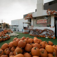 Cityside Pumpkin Patch