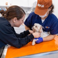 dog on an ASPCA vet clinic table in Queens