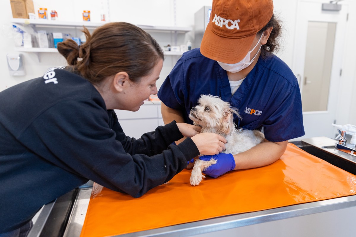 dog on an ASPCA vet clinic table in Queens