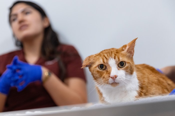 woman next to an orange and white cat at an ASPCA community vet clinic in Queens