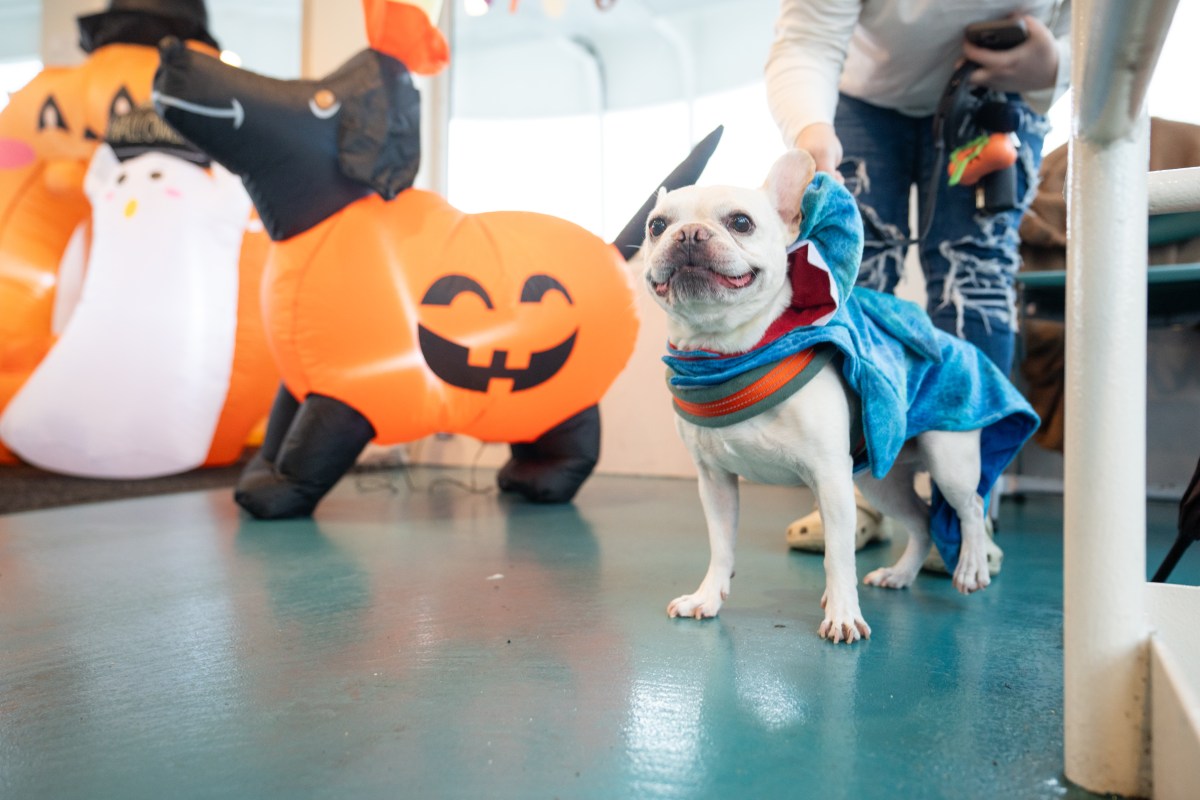 A pup in costume onboard last years Howling Halloween Pup Cruise