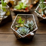 Succulent in the geometry glass terrarium