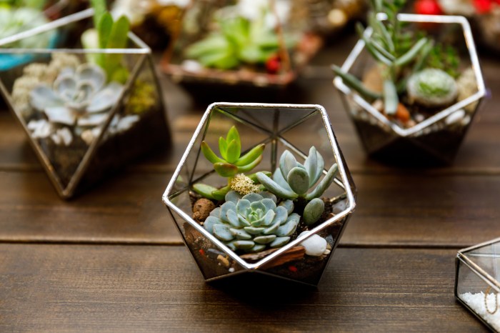 Succulent in the geometry glass terrarium