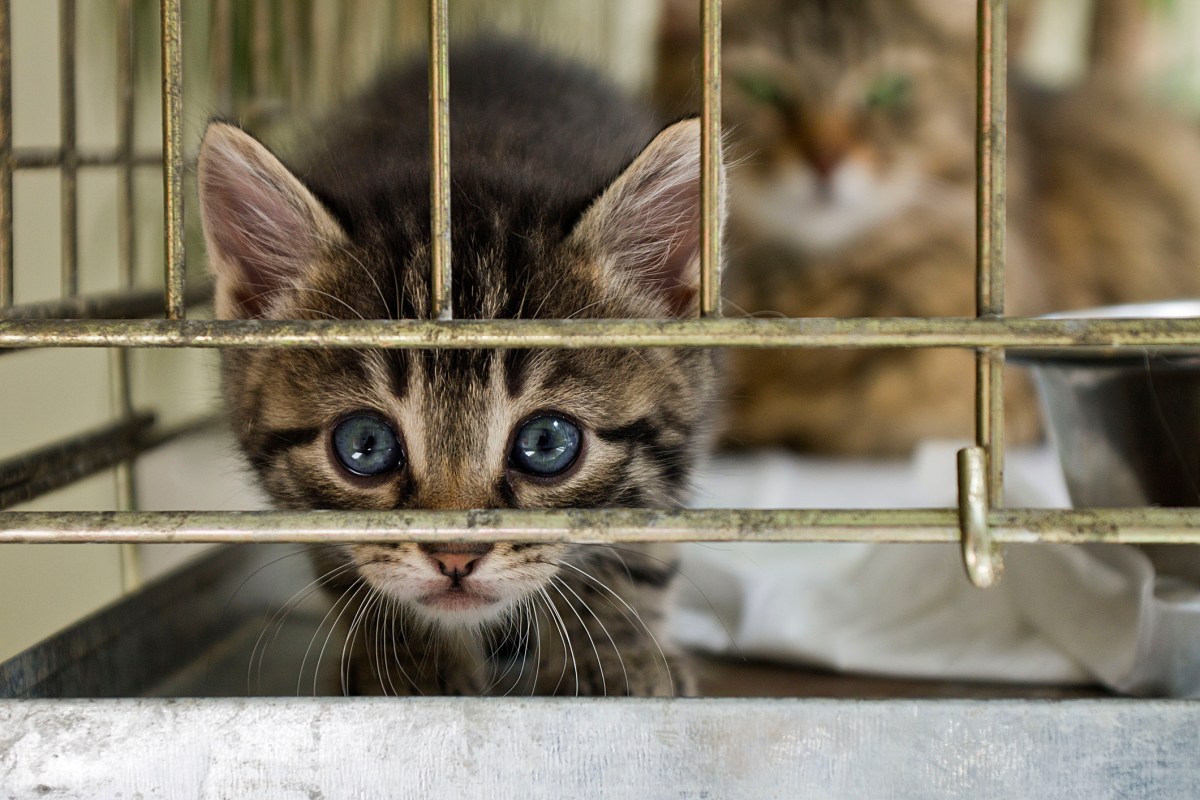 The kitten looking from the cage