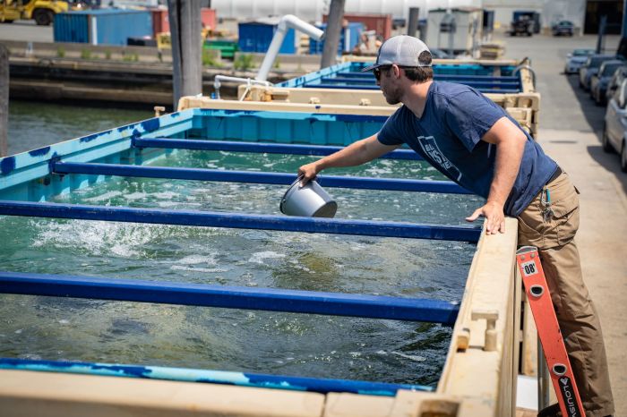 an oyster tank in NYC