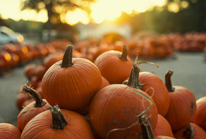 Close up of a few pumpkins at a pumpkin patch at sunset