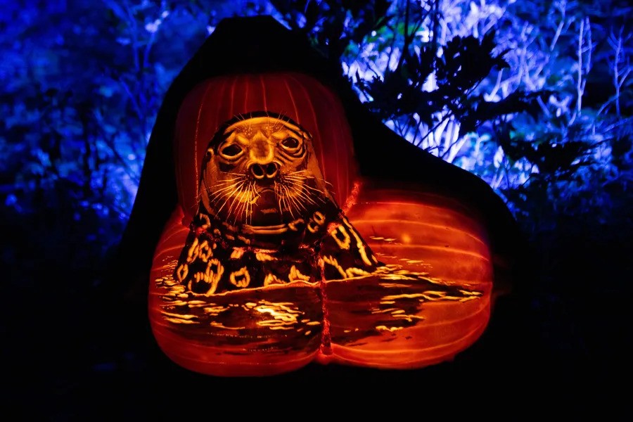 A pumpkin display of a seal at Pumpkin Nights