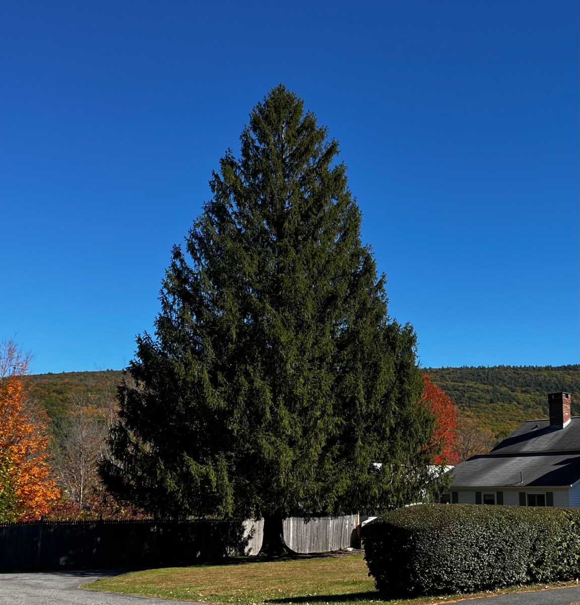 The 2024 Rockefeller Center Christmas Tree.