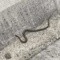 snake in a NYC Park on Staten Island