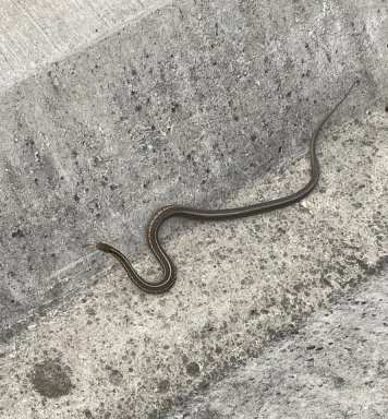 snake in a NYC Park on Staten Island