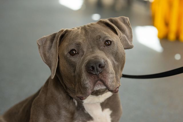 brown dog closeup, one of many dogs available for adoption in NYC