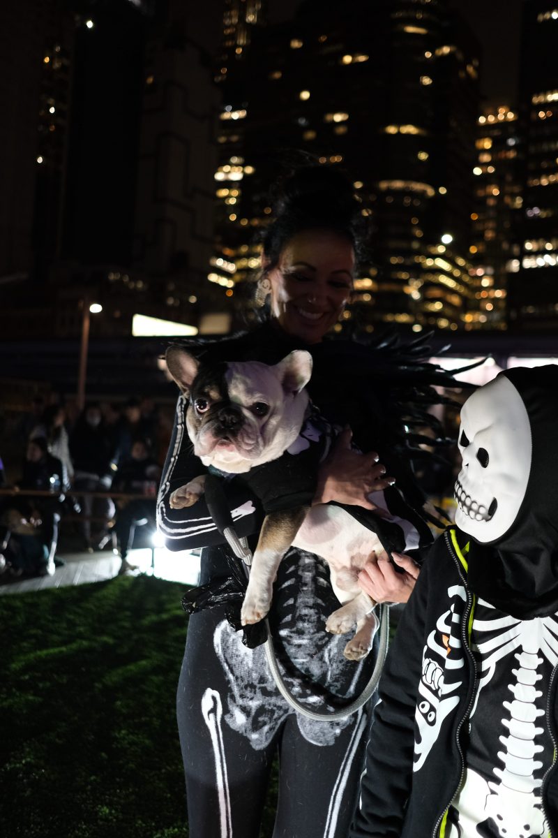 A dog in costume at Barktoberfest.