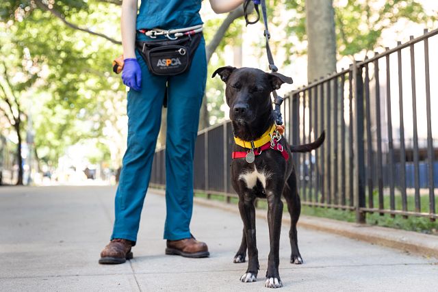 person walking a dark colored dog, one of many dogs available for adoption in NYC