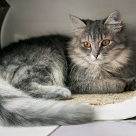 Beautiful domestic grey cat lies into scratching post at Cat cafe. Lazy marble tabby domestic cat lying and relaxing.