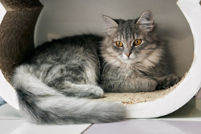 Beautiful domestic grey cat lies into scratching post at Cat cafe. Lazy marble tabby domestic cat lying and relaxing.