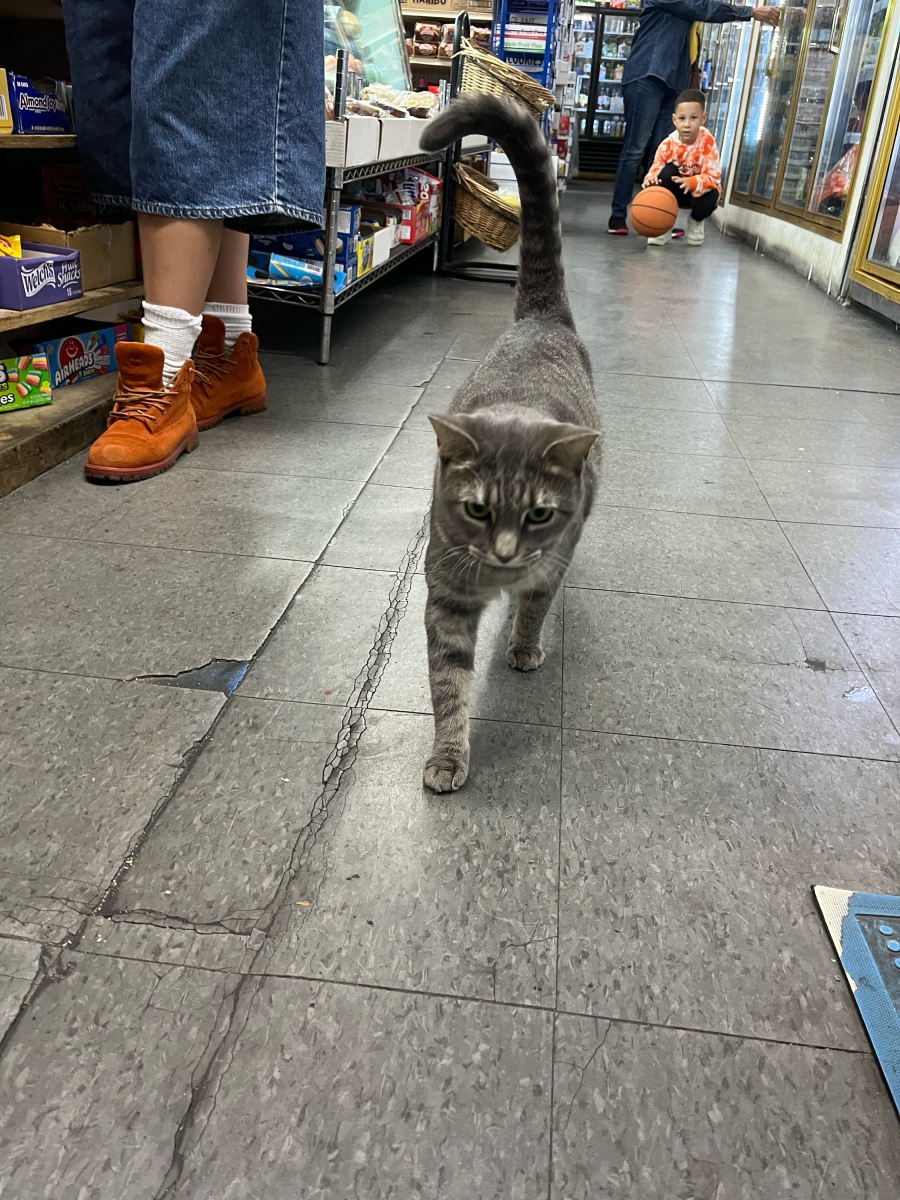 A grey tabby shop cat featured on "Shop Cats."