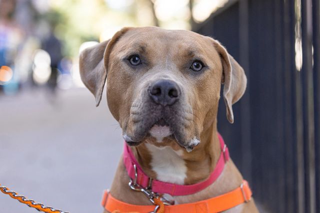 brown dog wearing pink collar, one of many pups available for adoption in NYC