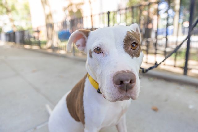 brown and white dog, on of many pups available for adoption in NYC