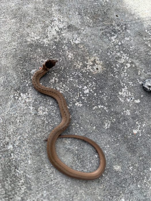 snake in a concrete ditch in Brookfield Park on Staten Island